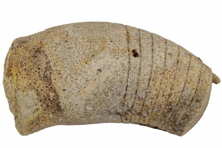 Ordovician Oncoceratid (Beloitoceras) Fossil - Wisconsin #216359